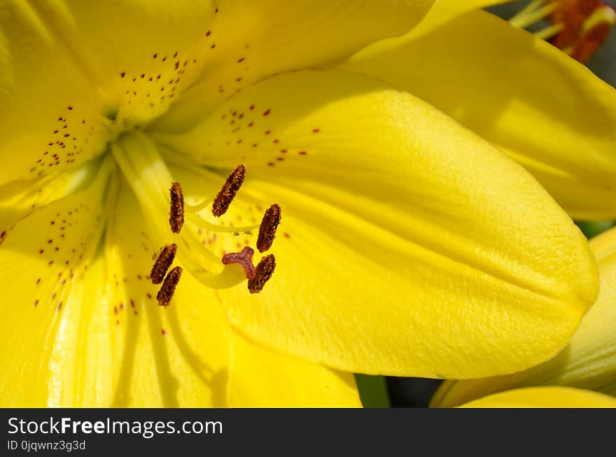 Flower, Yellow, Flora, Pollen