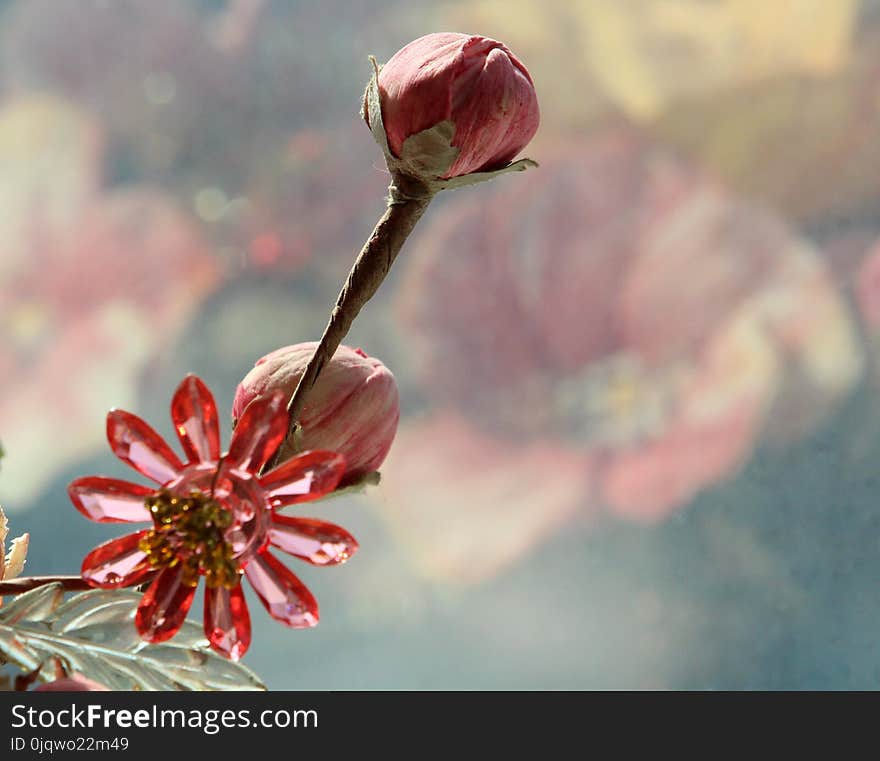 Blossom, Flora, Flower, Spring