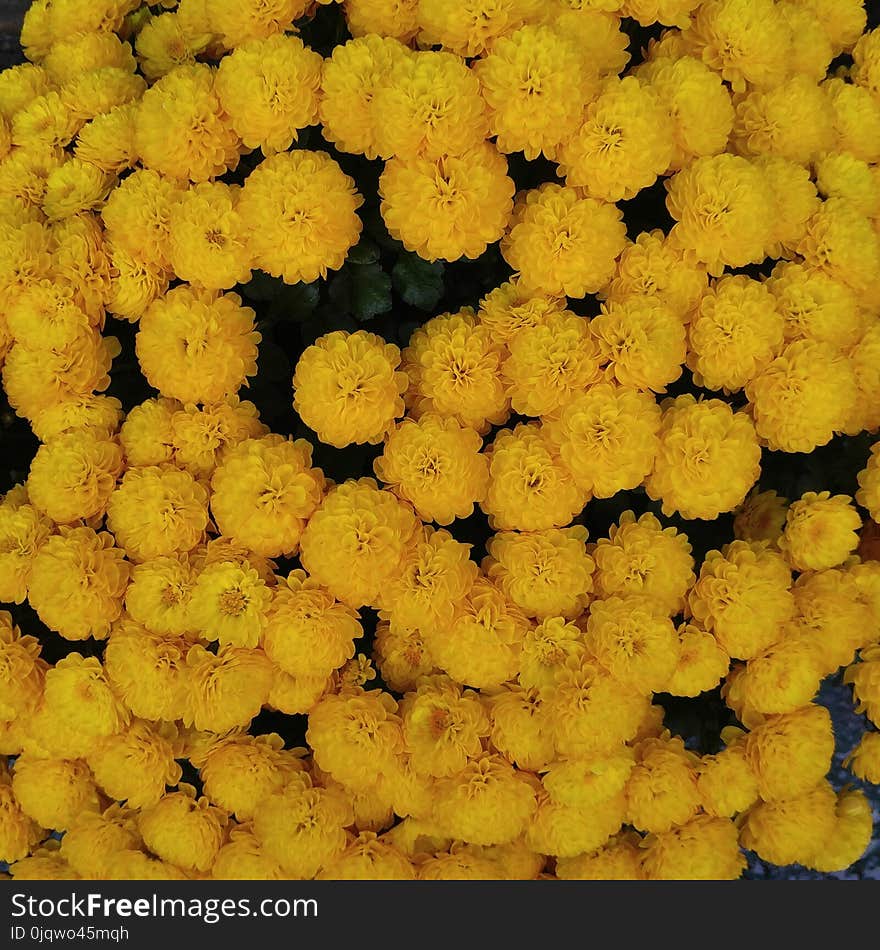 Yellow, Flower, Tansy, Vegetarian Food