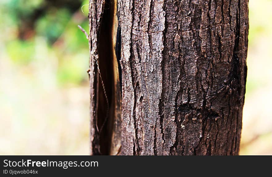 Tree, Trunk, Wood, Branch