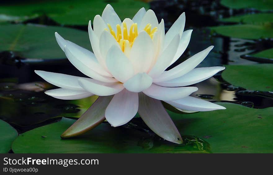 Flower, Plant, Sacred Lotus, Lotus