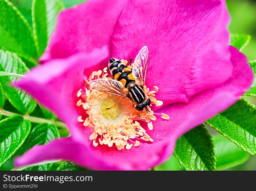 Flower, Nectar, Bee, Honey Bee