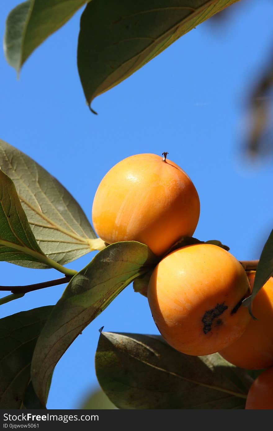 Fruit, Fruit Tree, Orange, Citrus