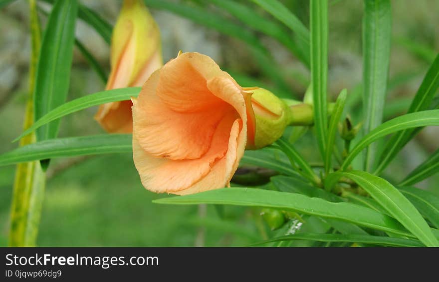 Daylily, Flower, Plant, Evening Primrose