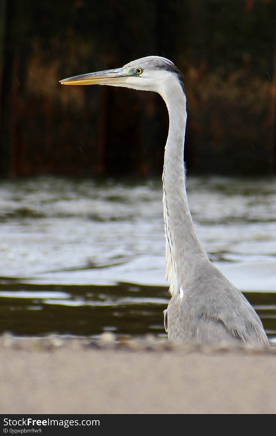 Bird, Beak, Fauna, Water