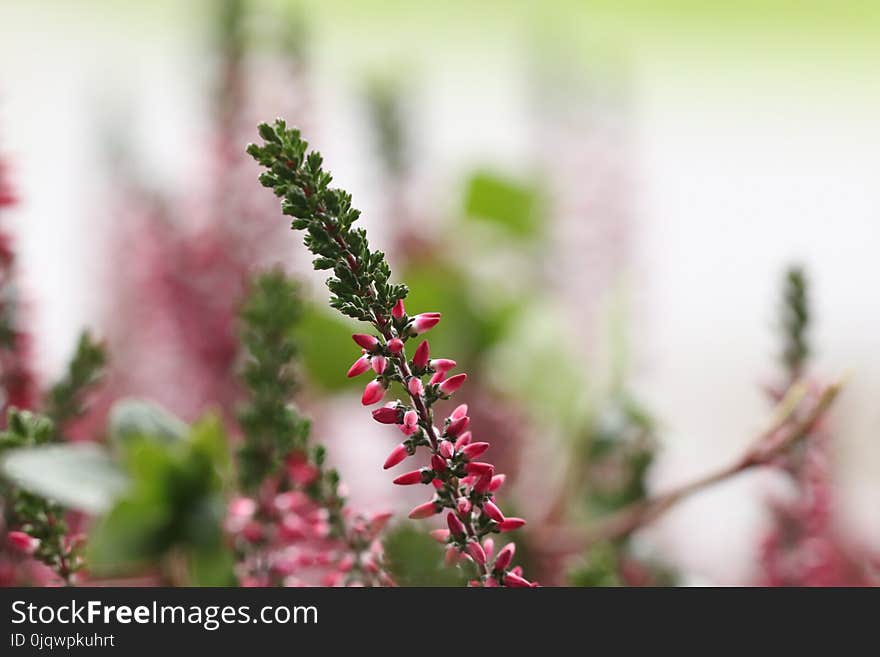 Pink, Flower, Plant, Flora