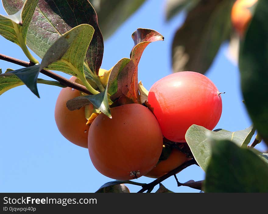 Fruit, Fruit Tree, Plant, Diospyros