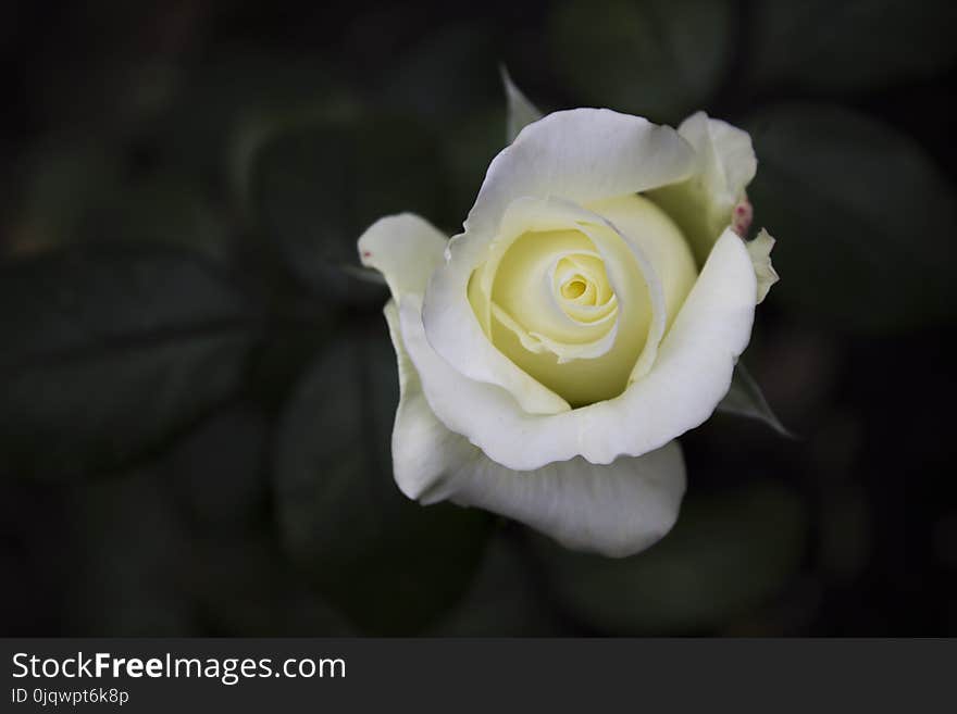 Flower, White, Rose Family, Rose