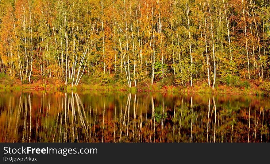 Reflection, Nature, Water, Ecosystem