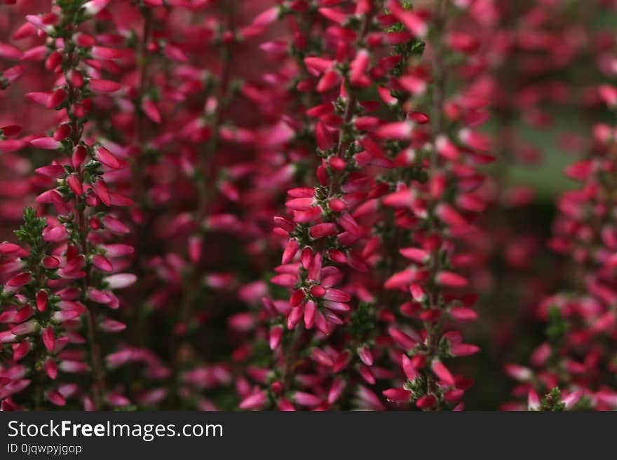 Plant, Pink, Flower, Flora