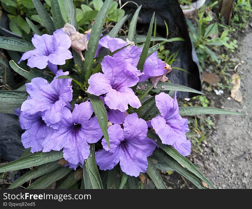 Flower, Plant, Purple, Violet Family