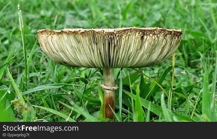 Mushroom, Fungus, Edible Mushroom, Grass