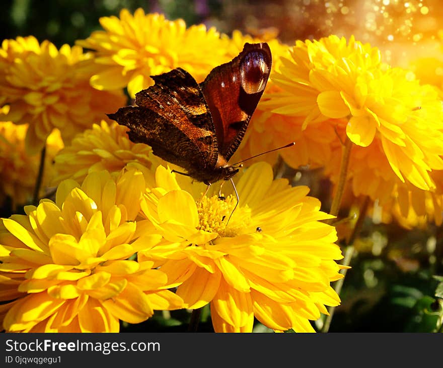 Flower, Yellow, Nectar, Flora