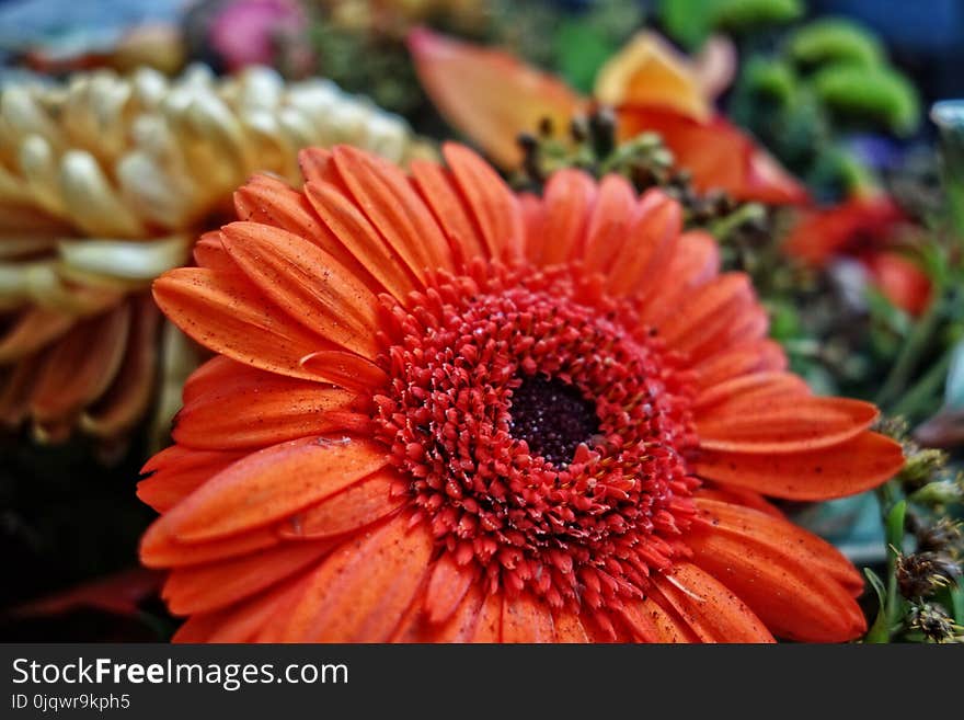 Flower, Gerbera, Flora, Petal