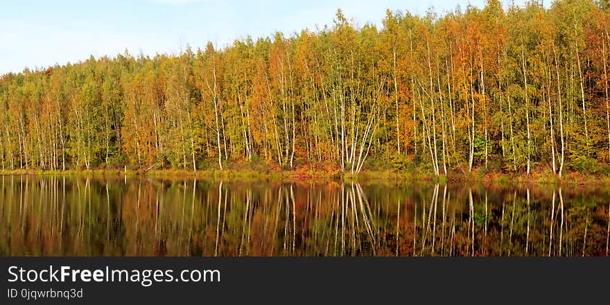 Ecosystem, Reflection, Vegetation, Water