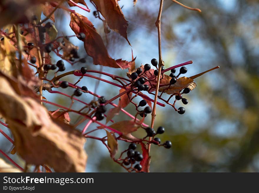 Plant, Branch, Flora, Tree