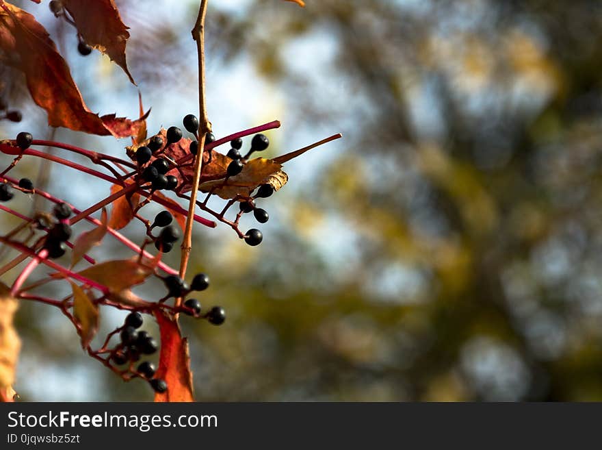 Branch, Leaf, Plant, Tree