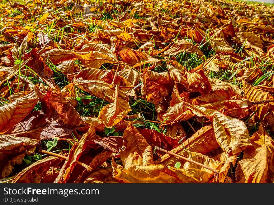 Leaf, Deciduous, Autumn, Plant