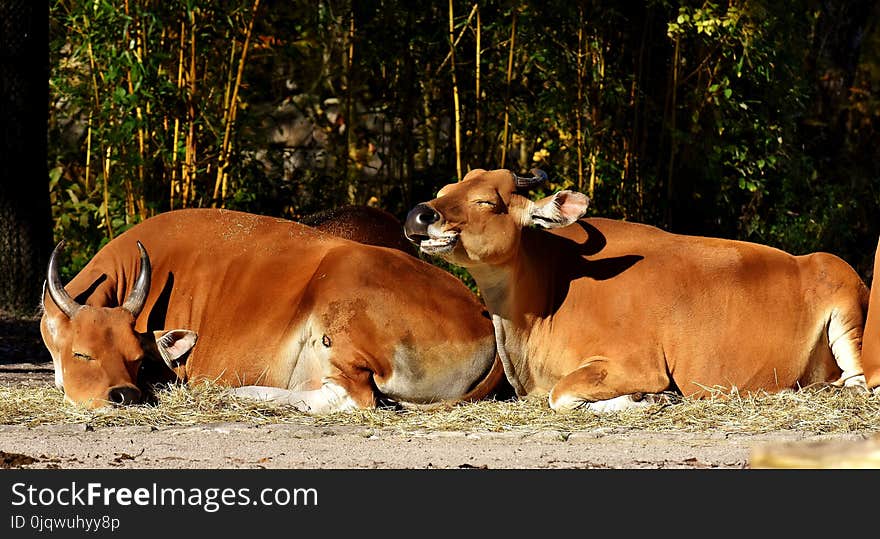 Wildlife, Fauna, Cattle Like Mammal, Grass