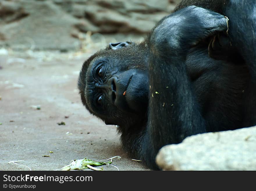 Common Chimpanzee, Chimpanzee, Great Ape, Fauna