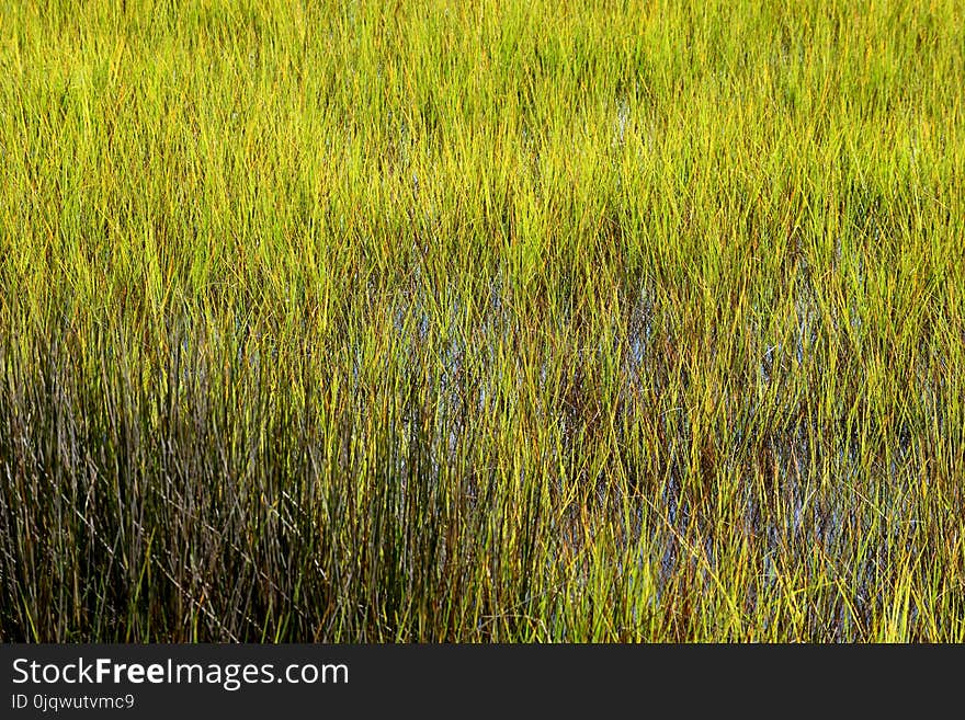 Ecosystem, Vegetation, Grass, Grassland