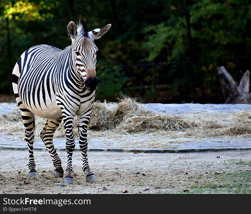 Zebra, Wildlife, Terrestrial Animal, Mammal