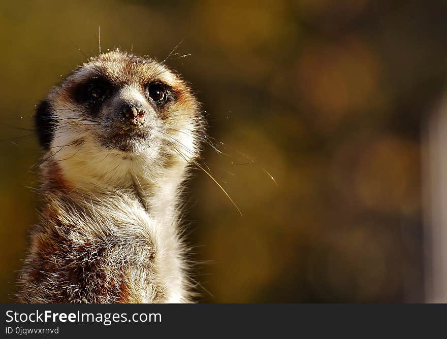 Meerkat, Mammal, Whiskers, Fauna