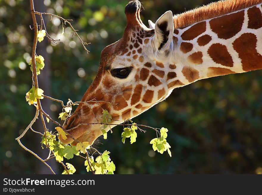 Giraffe, Terrestrial Animal, Wildlife, Fauna