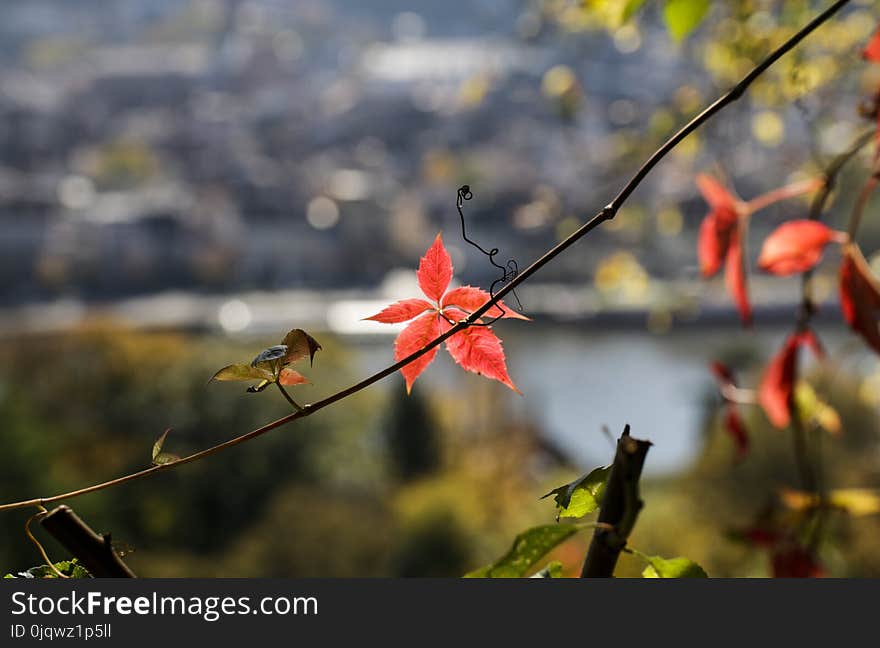 Bird, Branch, Leaf, Flora