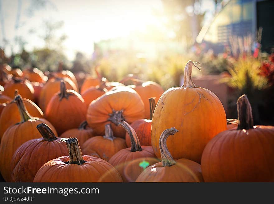 Pumpkin, Winter Squash, Calabaza, Cucurbita