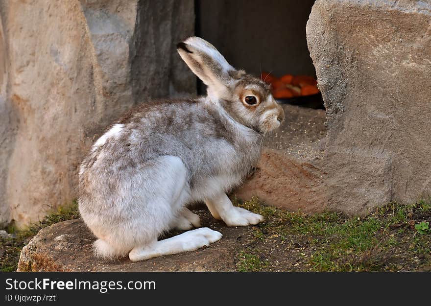 Fauna, Mammal, Rabbit, Rabits And Hares