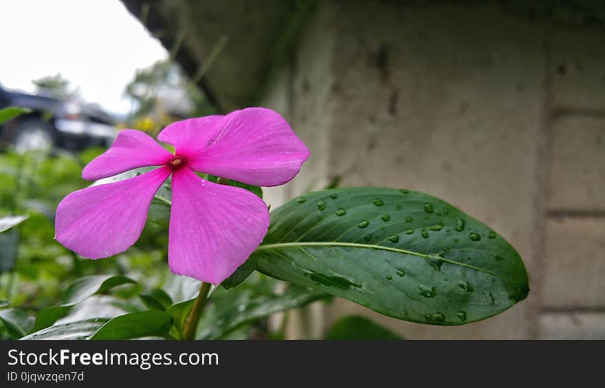 Flower, Plant, Flora, Pink