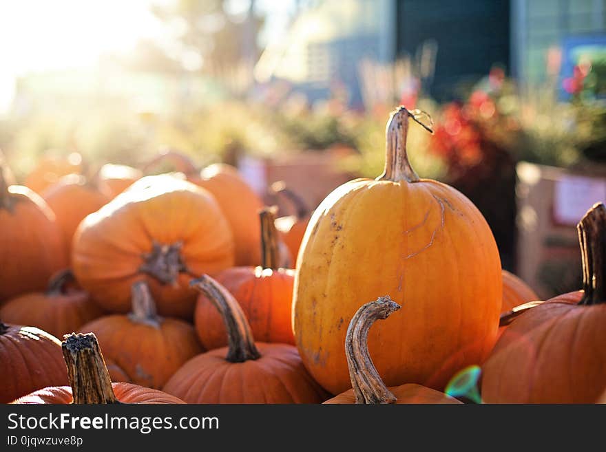 Local Food, Pumpkin, Winter Squash, Calabaza