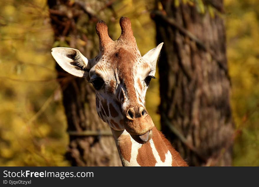 Giraffe, Wildlife, Terrestrial Animal, Fauna