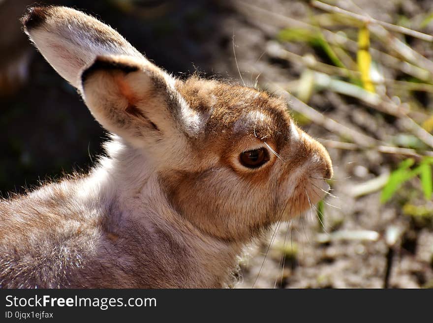 Fauna, Mammal, Wildlife, Rabbit