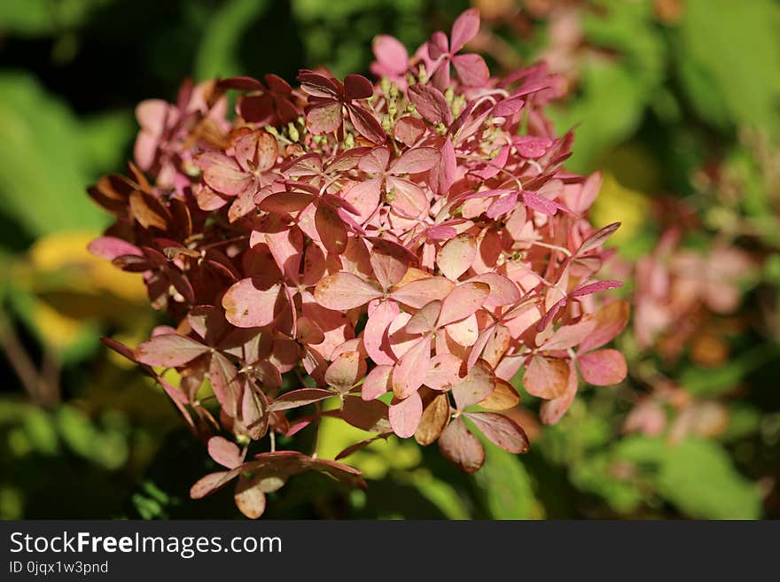 Flower, Plant, Flora, Flowering Plant