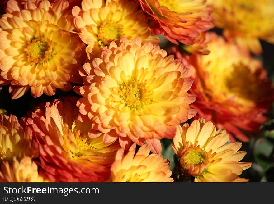 Flower, Yellow, Flowering Plant, Chrysanths