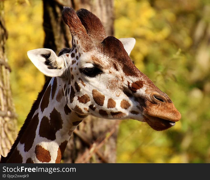 Terrestrial Animal, Giraffe, Wildlife, Fauna