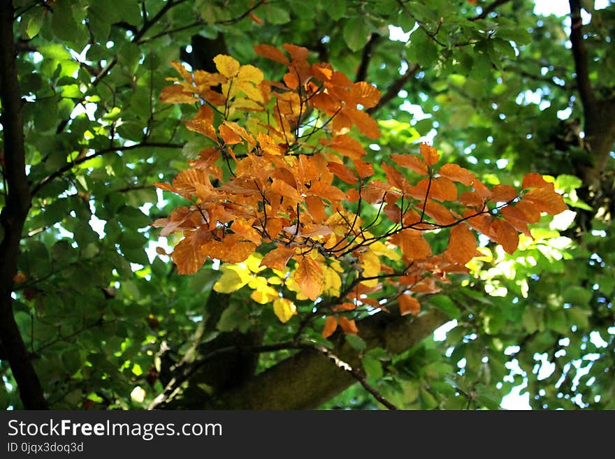 Flora, Tree, Plant, Branch