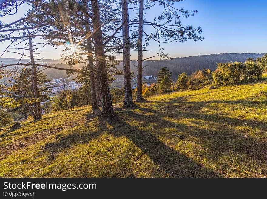 Ecosystem, Wilderness, Tree, Path