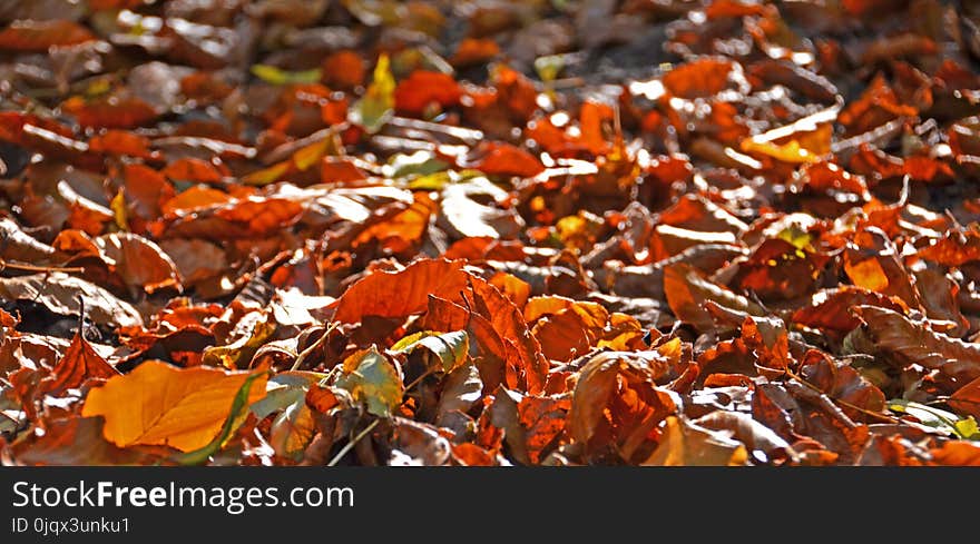 Leaf, Autumn, Deciduous, Tree