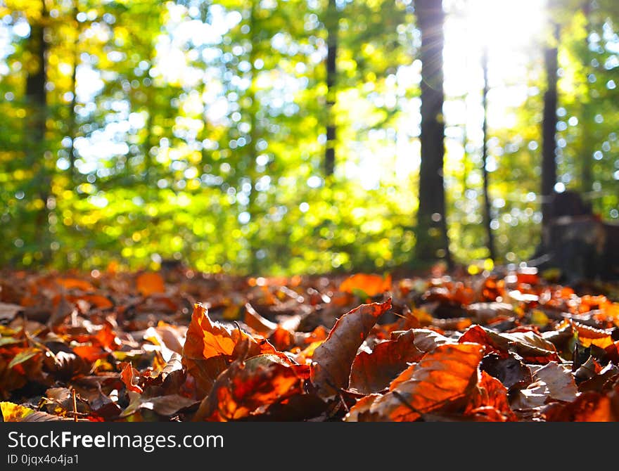 Autumn, Leaf, Deciduous, Tree