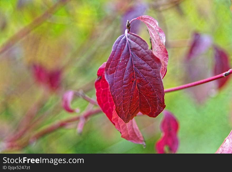 Flora, Leaf, Plant, Flower