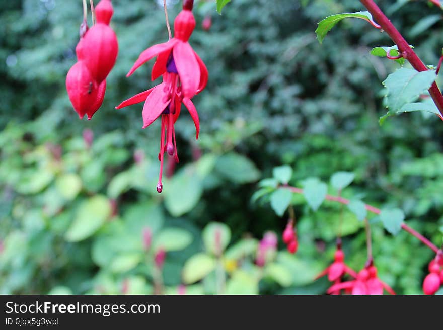 Plant, Flora, Flower, Vegetation