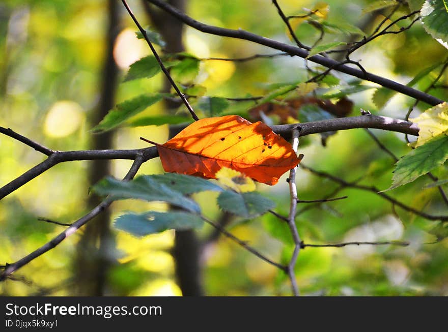 Leaf, Deciduous, Autumn, Branch