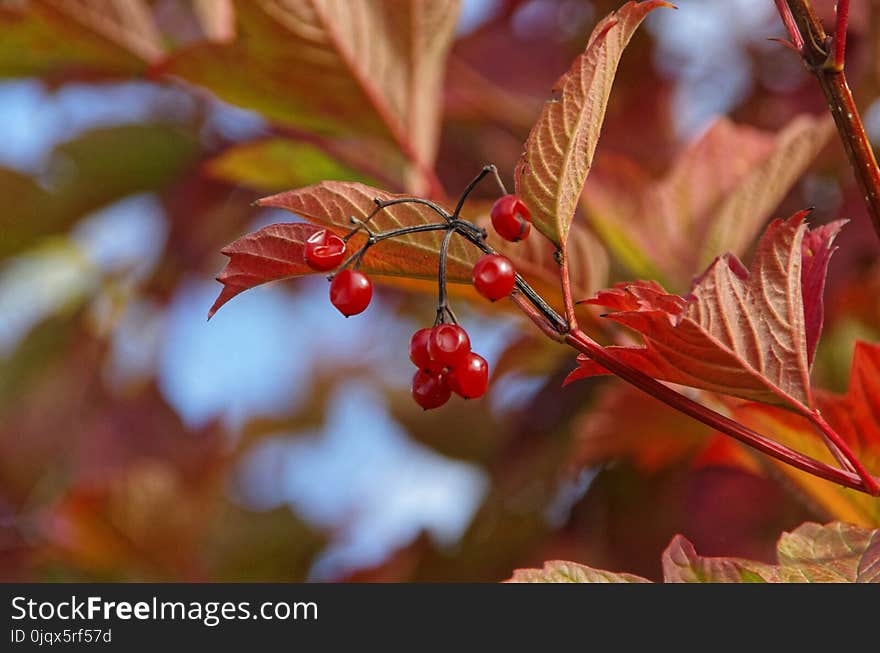 Red, Leaf, Autumn, Flora