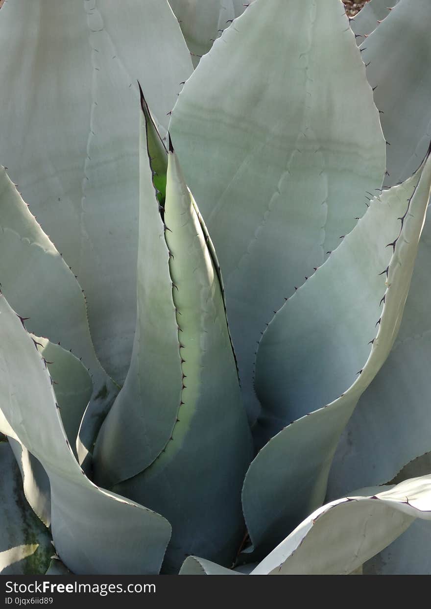 Plant, Agave, Leaf, Flora