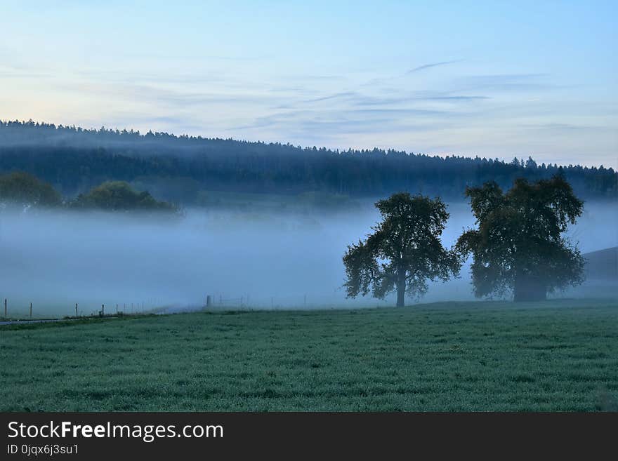 Mist, Fog, Dawn, Morning