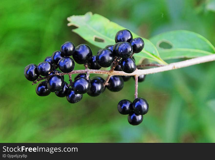 Berry, Plant, Huckleberry, Fruit