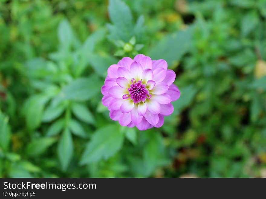 Flower, Plant, Flora, Annual Plant